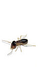 Ant Removal Services in East LI