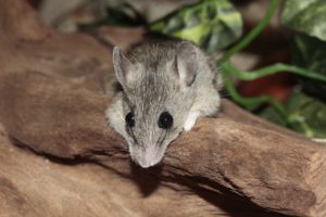 Mouse Extermination From Twin Forks Pest Control®