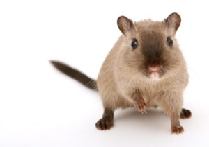 Mice Exterminator Cranston RI - Guardian Pest Control