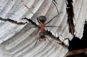 Red Wood Ant From Twin Forks Pest Control®