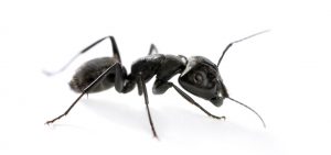 Carpenter Ants from Twin Forks Pest Control®