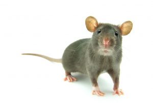 Rat Exterminator from Twin Forks Pest Control®