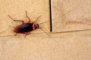 Roach Removal from Twin Forks Pest Control®