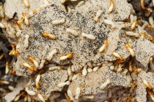 Termites eating wood