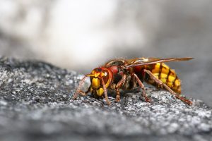A close-up image of a yellow jacket.