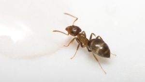 A close-up image of an ant.