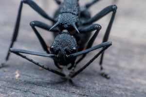 A close-up image of a black ant.