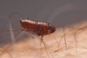fleas in home