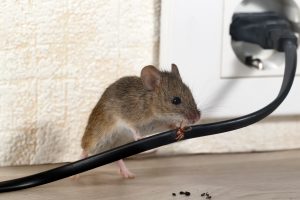 The Best Mouse Trap Ever IsAn Exterminator  Suburban Exterminating -  Pest Control & Extermination Services