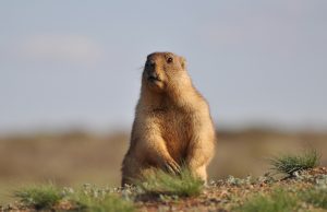 https://twinforkspestcontrol.com/wp-content/uploads/2019/04/groundhog-1-300x194.jpg