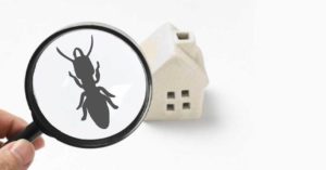 A magnifying glass focusing on a house and revealing a termite.