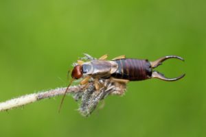 A close-up image of an earwig.