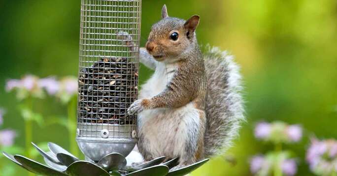 A squirrel in someone's backyard.