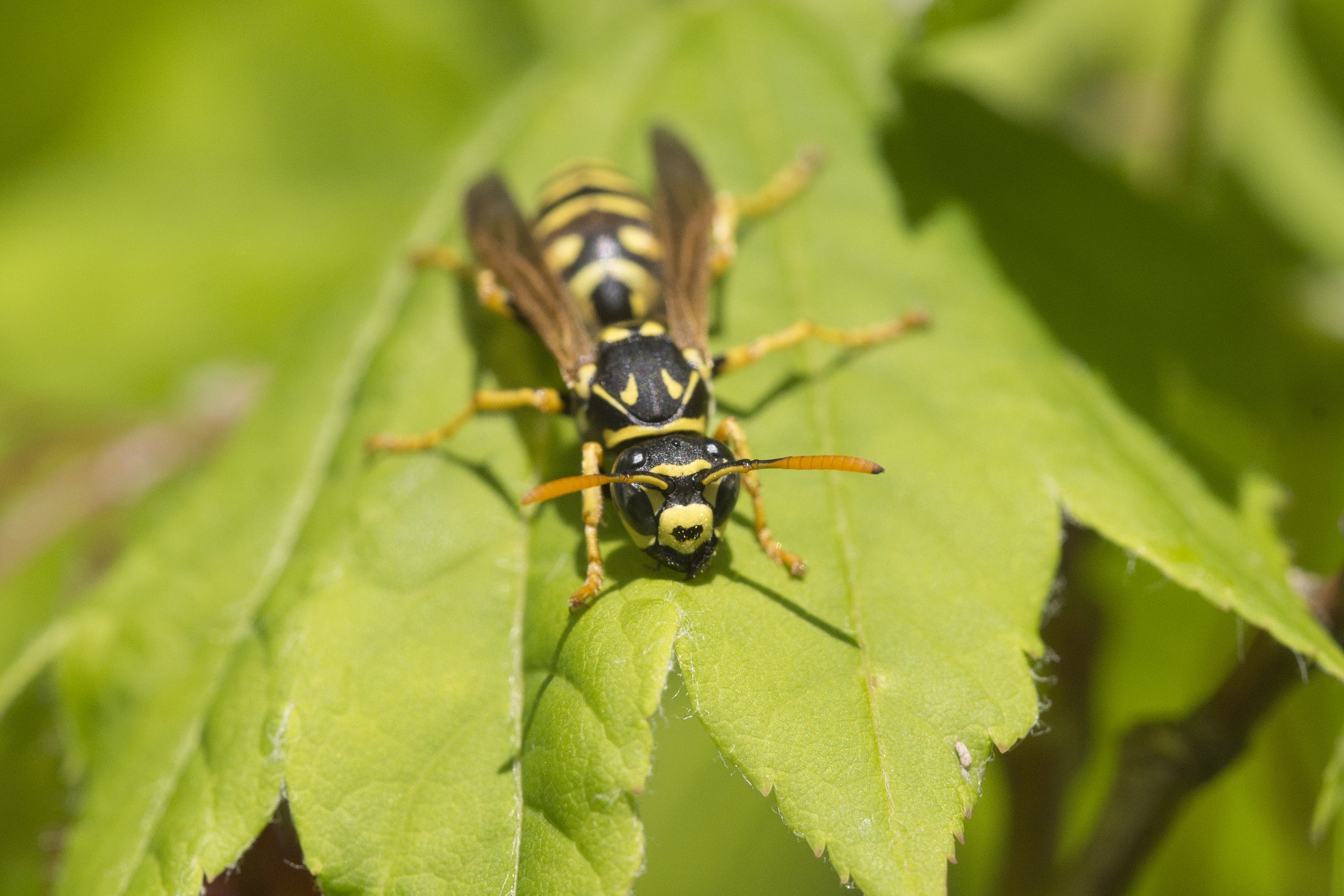 yellow jacket