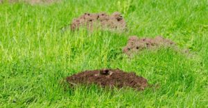 mole hills mole infestation