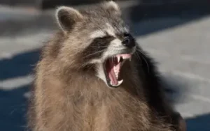 an angry raccoon in the hamptons bares its sharp fangs
