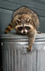 a long island raccoon uses its masterful dexterity to open a trash can despite having no thumbs