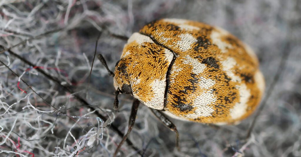 What You Should Know About Carpet Beetles