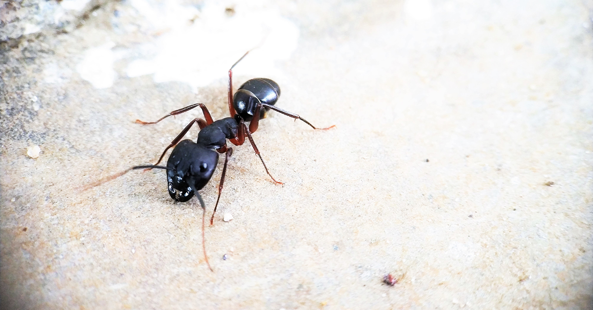 carpenter ants