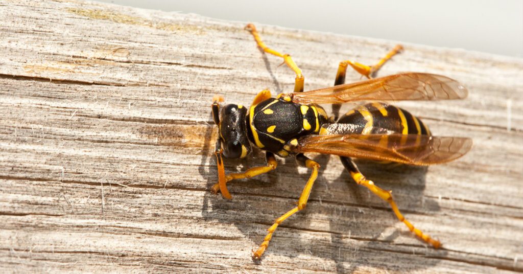 Why Do Yellow Jackets Seem More Aggressive at End of Summer?
