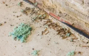 evidence of mice in walls - mouse droppings and nesting material like insulation