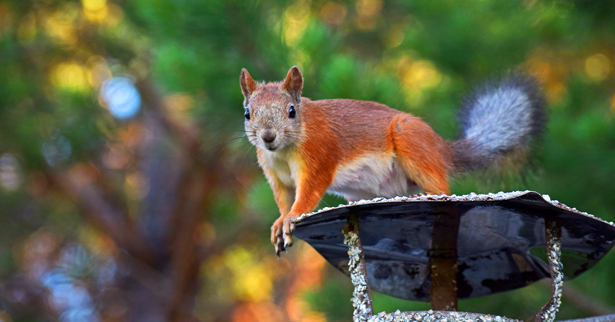 chimney pests