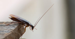 cockroach