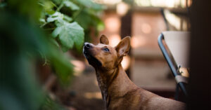 Family dog in the yard