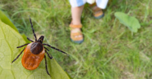 Tick on a leaf overlooking a person's leg