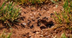 Ant colonies