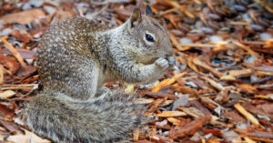 Squirrel near fallen leaves.