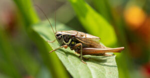 Cricket on a leaf