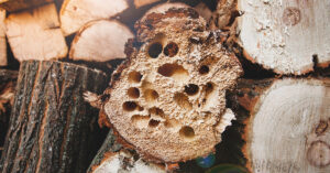 Wood pile with insect holes.