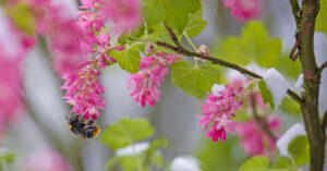 Bee on a flower