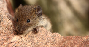 Closeup of a mouse's face.