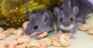 Two gray mice eating cereal on a countertop