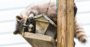 Raccoon breaking into a birdhouse.