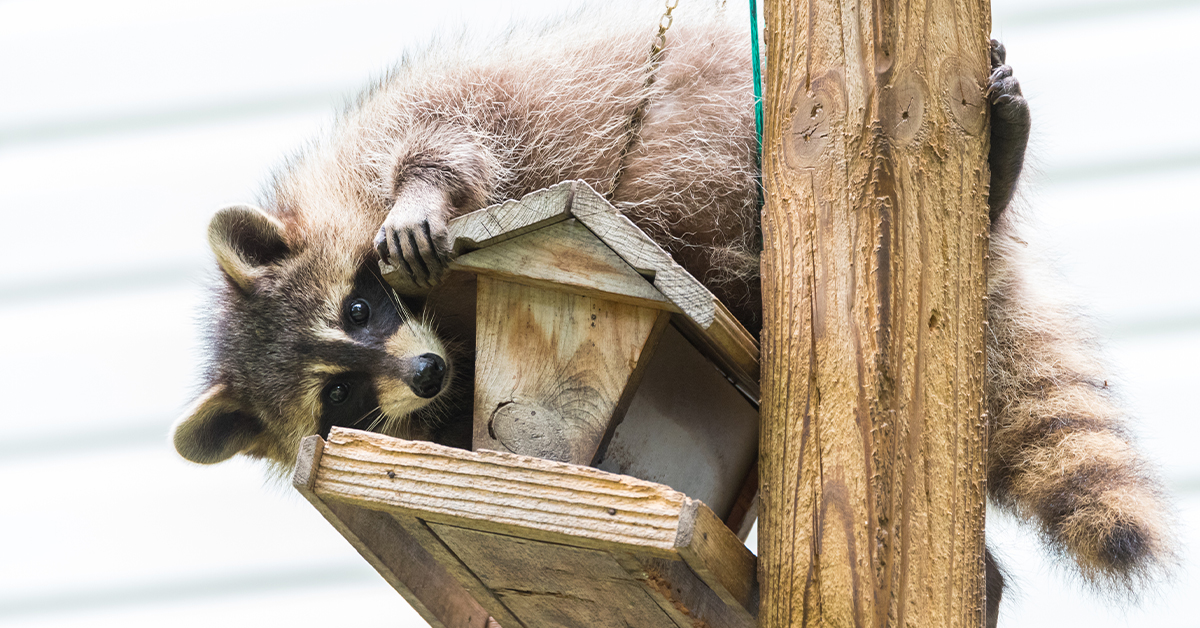 Raccoon breaking into a birdhouse.