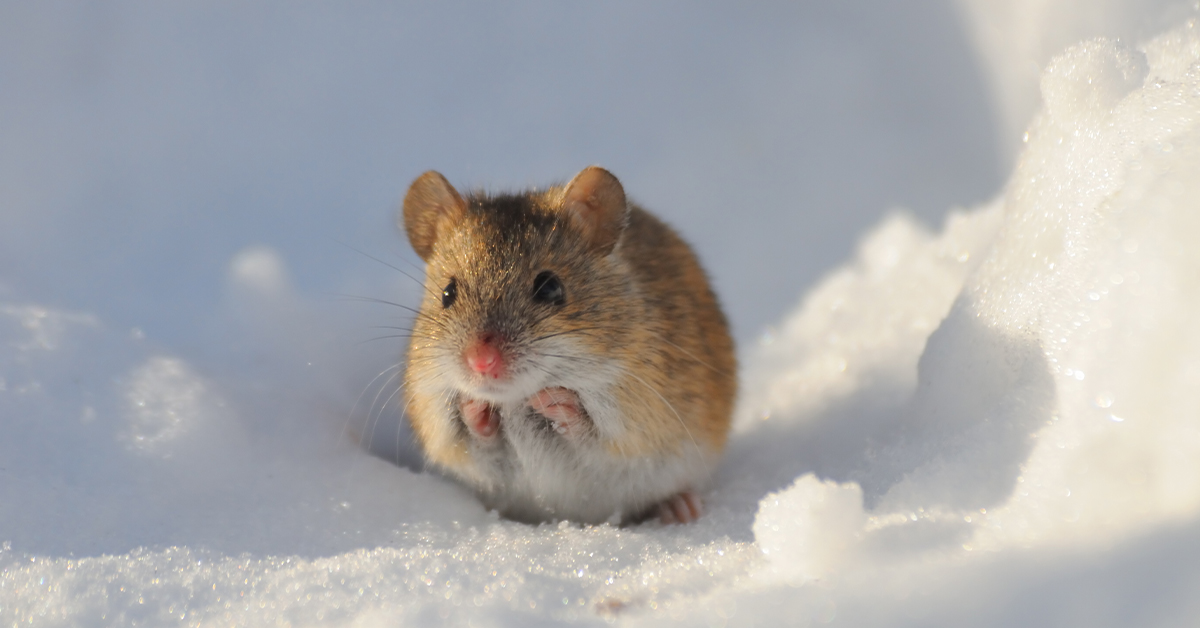 Mouse in the snow