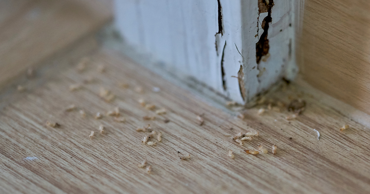 Termite damage to wood