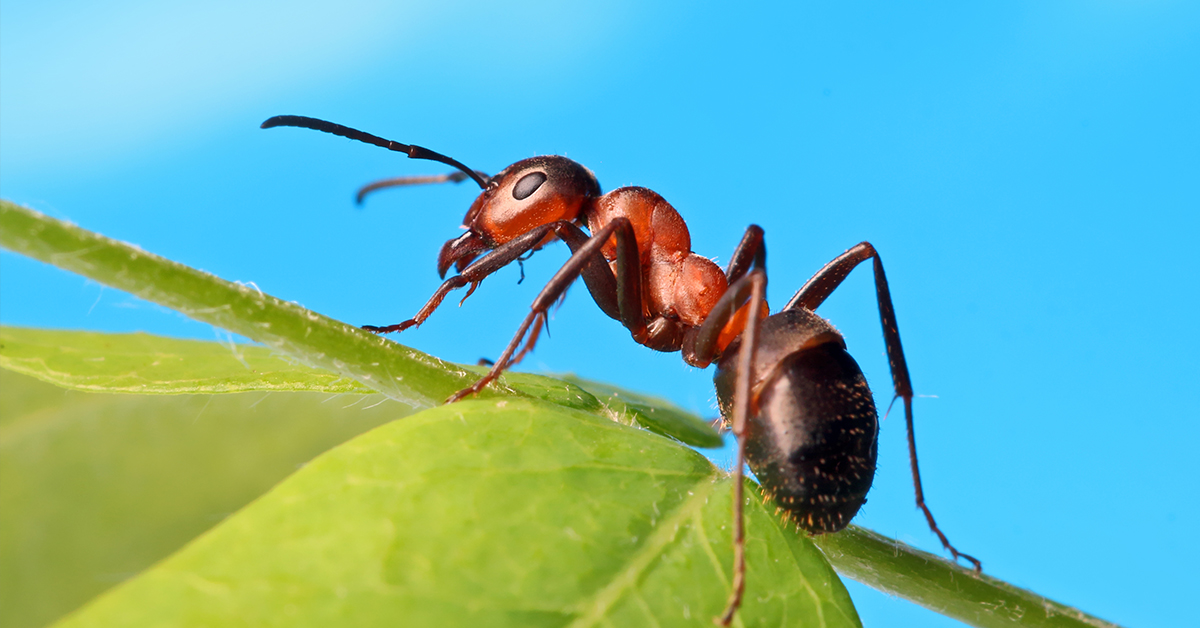 Reddish-brown ant on a green leaf and stem.