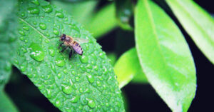Bee on a wet leaf