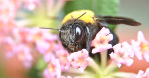 Closeup of a bumblebee.