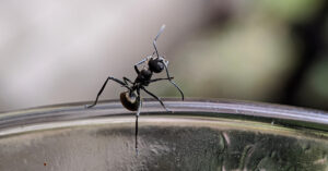 Ant on the edge of a glass bowl.