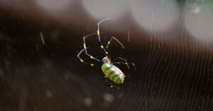 Bright yellow Joro spider