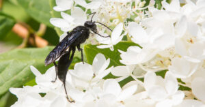 Giant Black Wasp on a white flower