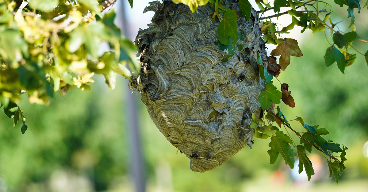 Football-shaped hornet nest