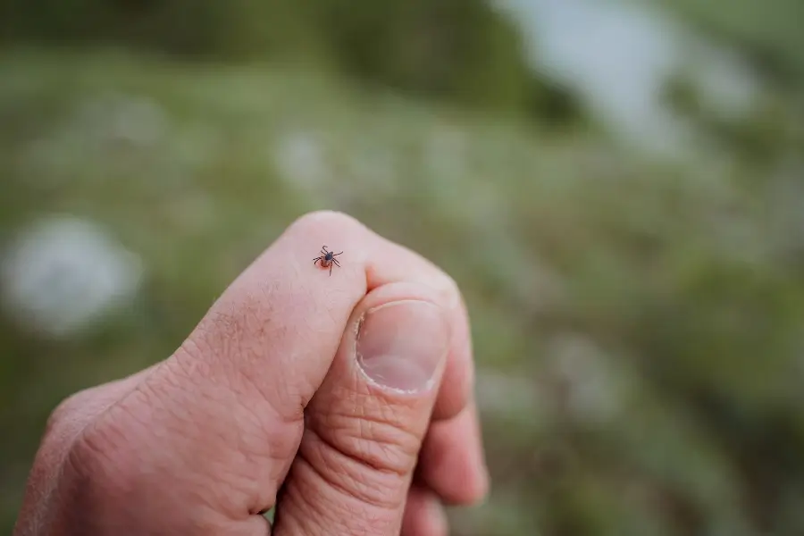 Tick crawling on a human hand getting to bite the skin