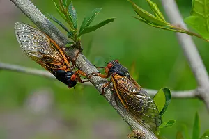 Cicadas crawling on a branch. Learn more about cicadas and what to expect from them this season.
