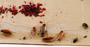 Multiple insects trapped on sticky paper as early warning sign and ongoing plan for how to prevent german cockroaches
